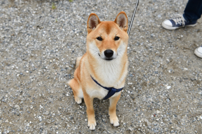 楽しげな柴犬蒼君