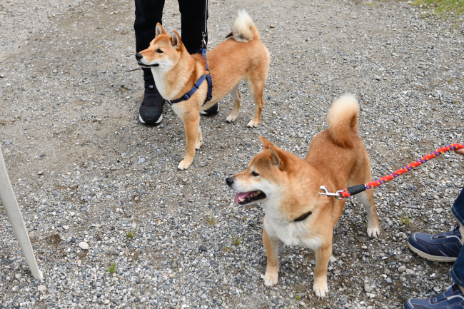 お父さんの菊次郎くんと蒼君の再会
