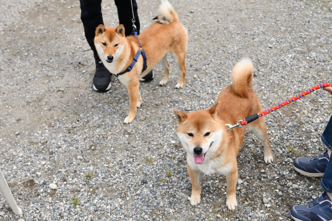 お父さんの菊次郎くんと蒼君の再会