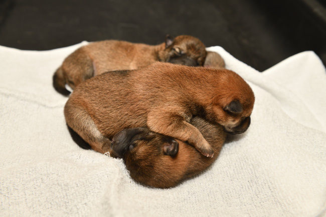 生後3日目の柴犬の3兄妹の写真