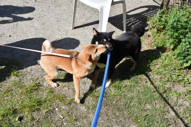 柴犬そらちゃんと黒柴マリモの再会