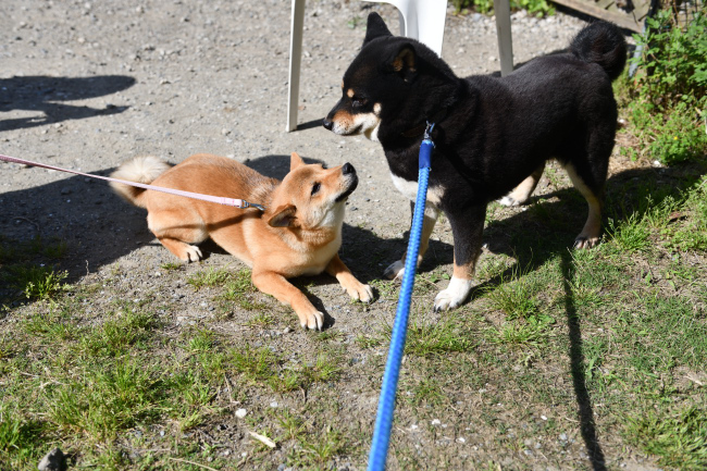 柴犬そらちゃんと黒柴マリモの再会