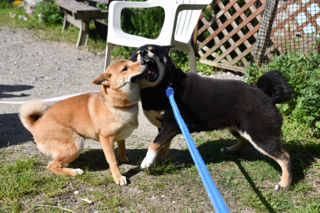 柴犬そらちゃんと黒柴マリモの再会