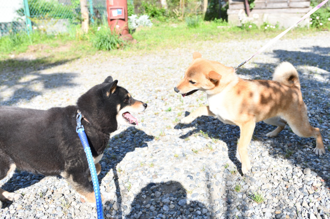 柴犬そらちゃんと黒柴マリモの再会
