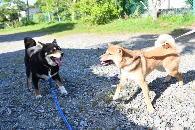 柴犬そらちゃんと黒柴マリモの再会