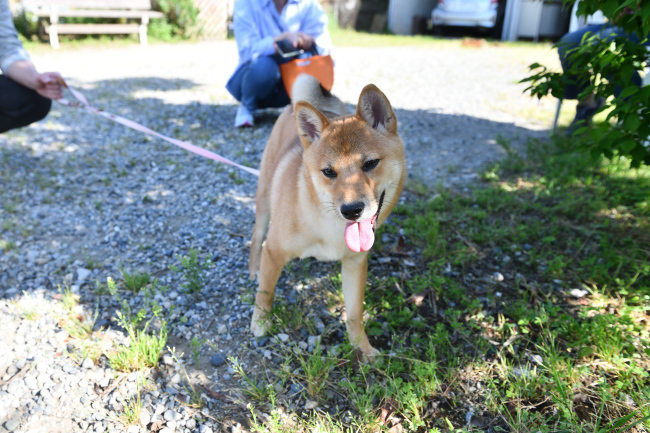 木陰で休憩中のそらちゃん
