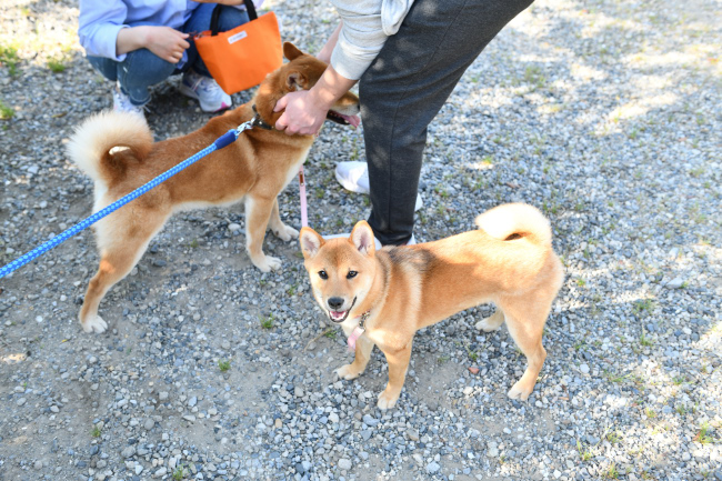 お父さんの菊次郎くんと娘のそらちゃん