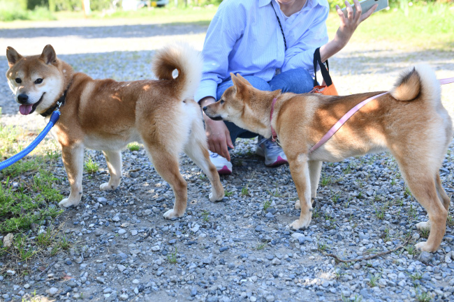 お父さんの菊次郎くんと娘のそらちゃん