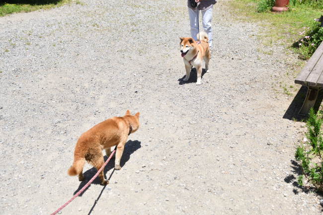 母親柴犬の紅茜との再会
