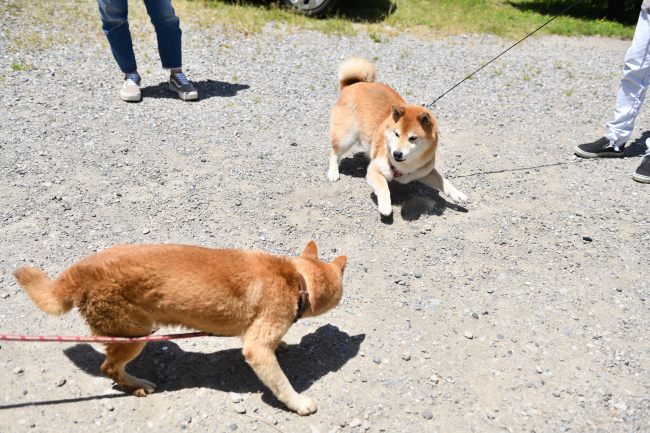 母親柴犬の紅茜との再会