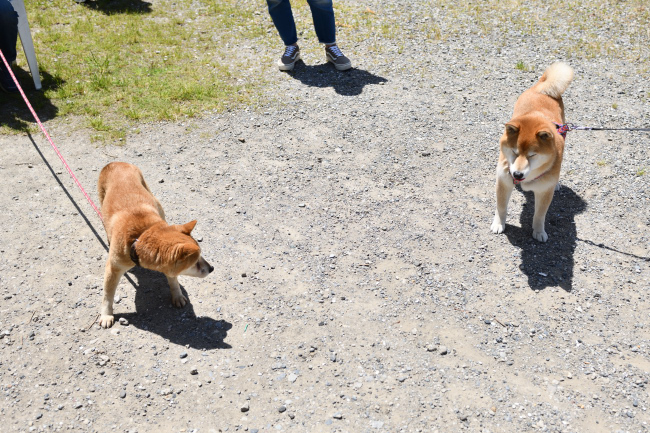 母親柴犬の紅茜との再会