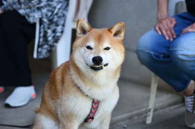 不敵な笑顔のキンちゃん