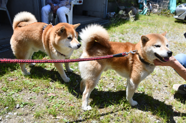 お父さんの源太くんとキンちゃんの再会