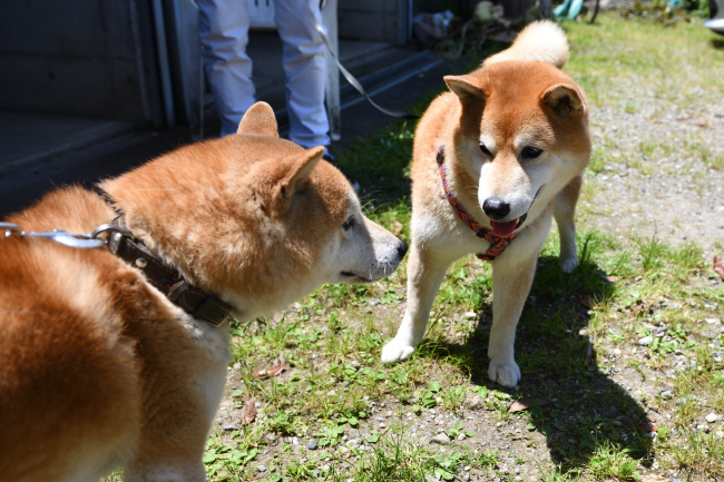 お父さんの源太くんとキンちゃんの再会