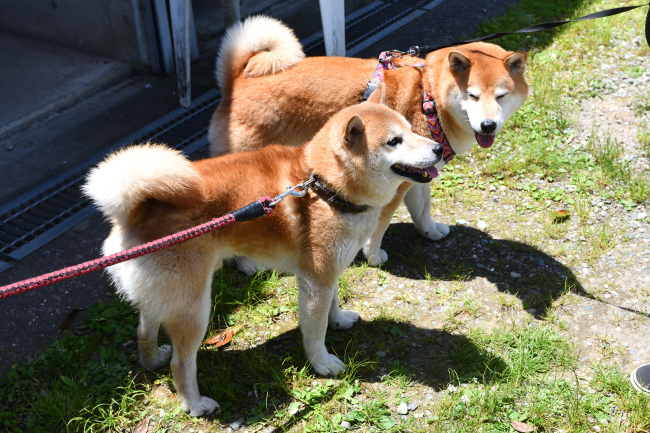 お父さんの源太くんとキンちゃんの再会