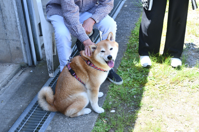 8歳の柴犬キンちゃん