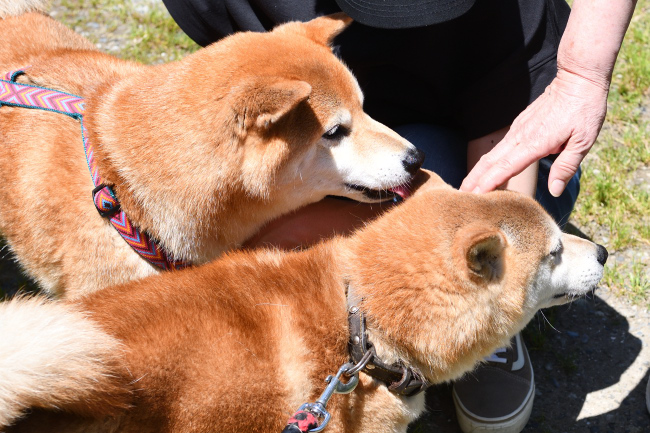お父さんの源太くんとキンちゃんの再会