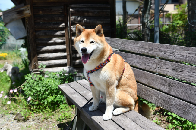 8歳の柴犬キンちゃん