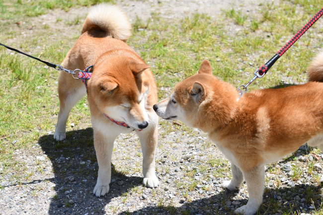 お父さんの源太くんとキンちゃんの再会