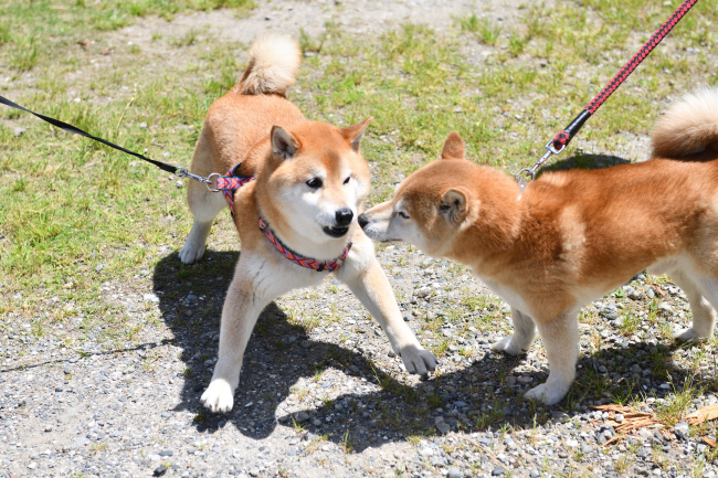 お父さんの源太くんとキンちゃんの再会