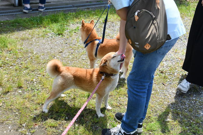 ムギと1年ぶりの再会の飼い主様