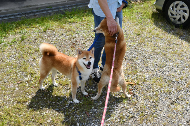 ムギと1年ぶりの再会の飼い主様