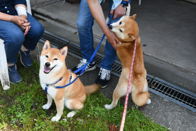 ポッケ君とムギの再会シーン