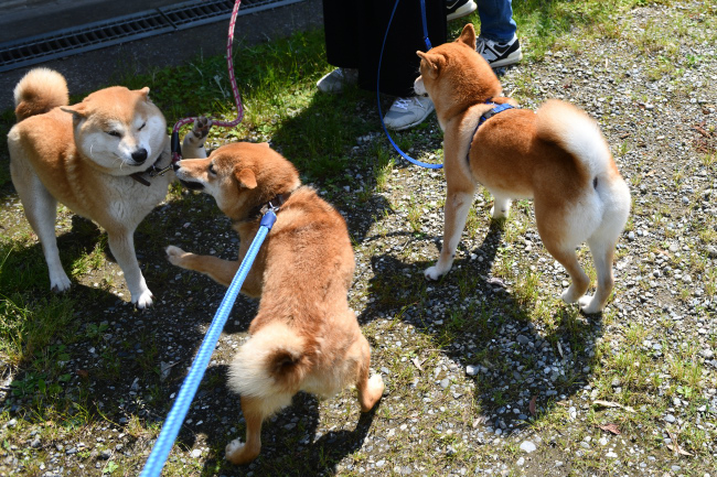 母、妹の存在に圧倒されるポッケ君
