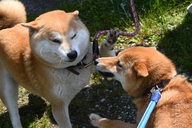 娘の行動に思わず手が出る柴犬ムギ