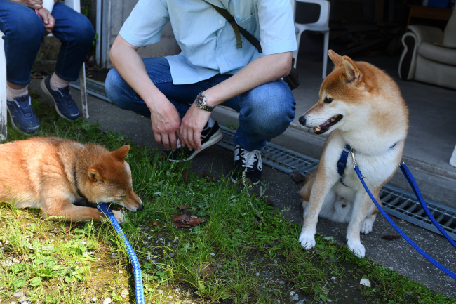 妹の様子を離れて伺うポッケ君