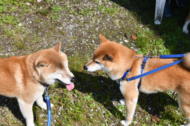 お父さんの源太くんとポッケ君の再会