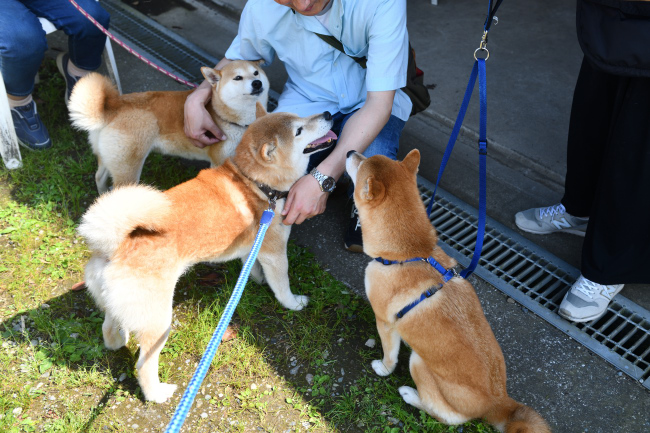 柴犬に囲まれるポッケ君の飼い主様