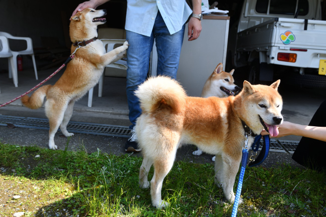 飼い主様を取られて困惑するポッケ君