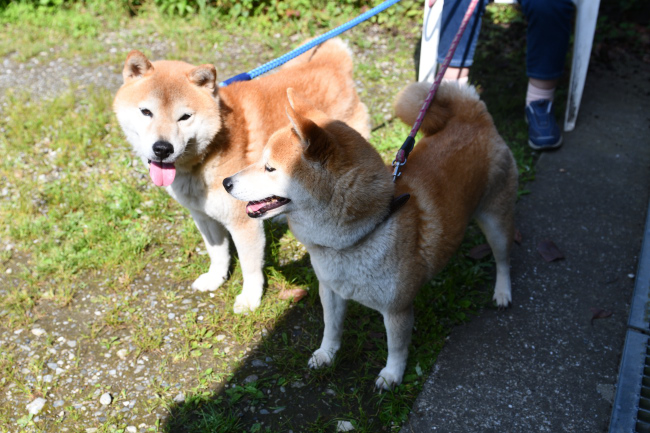 両親柴犬源太くん＆ムギ