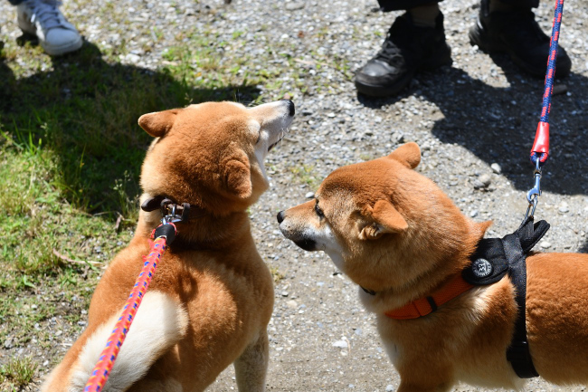 飛行機耳で再会、柴犬親子です。