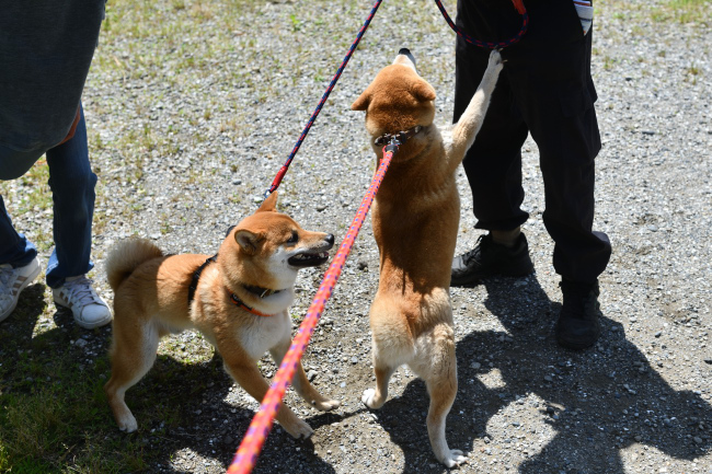 飛行機耳で再会、柴犬親子です。