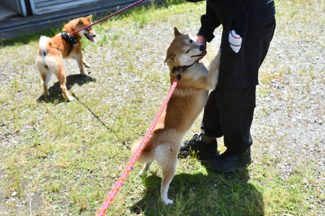 柴犬親子の再会