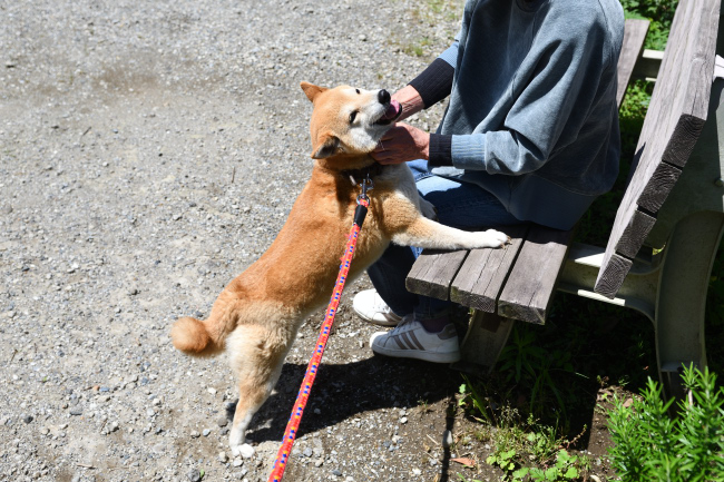 ご満悦な表情の柴犬ムギ