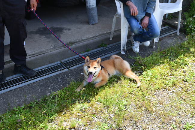 熱中症が怖い時期なので日影で寛ぎます。