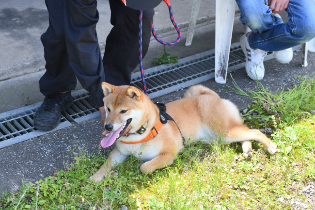 熱中症が怖い時期なので日影で寛ぎます。