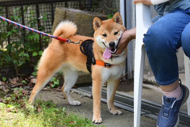 健気な柴犬おと君