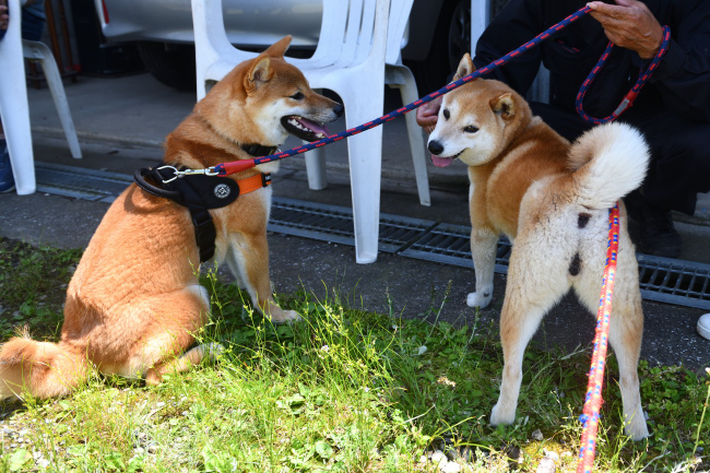 柴犬親子の再会