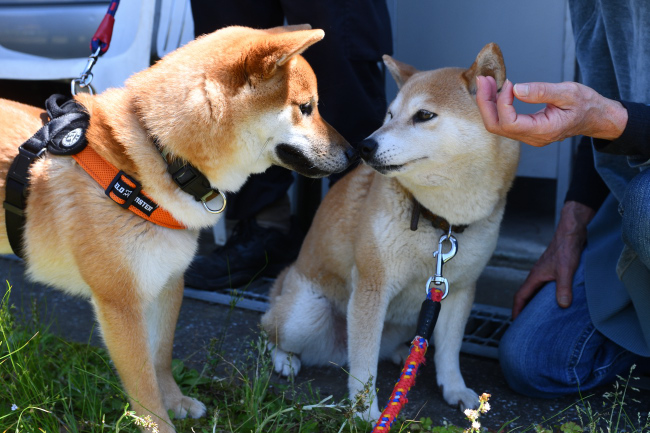 柴犬親子の再会シーン