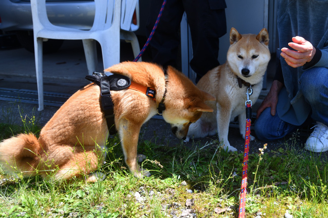 柴犬親子の会話