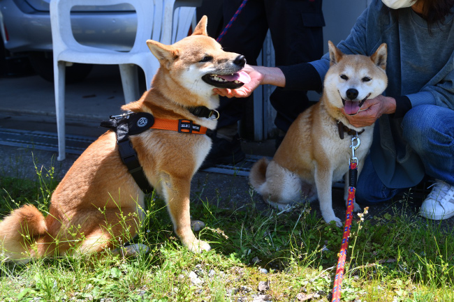 飼い主様に撫でられて機嫌がよくなるおと君