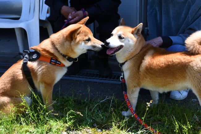 犬の鼻キッスで意思疎通する柴犬親子