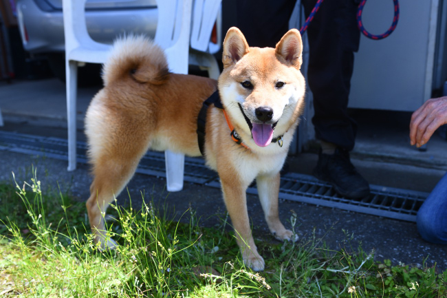 柴犬おと君7か月の写真