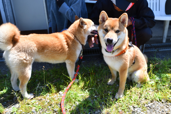 柴犬おと君7か月の写真