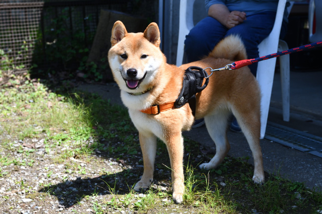 柴犬おと君7か月の写真