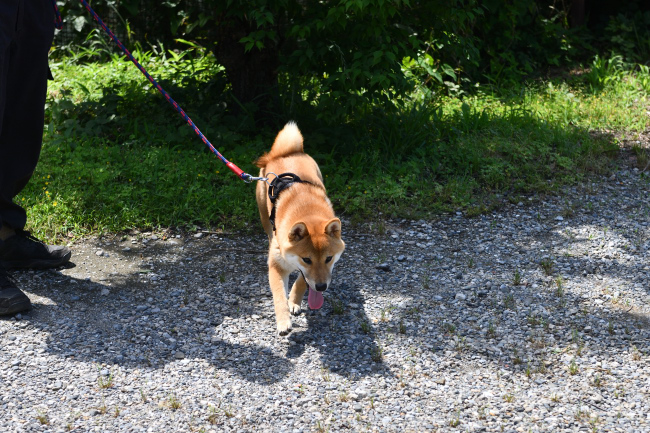 木陰に逃げる柴犬おと君